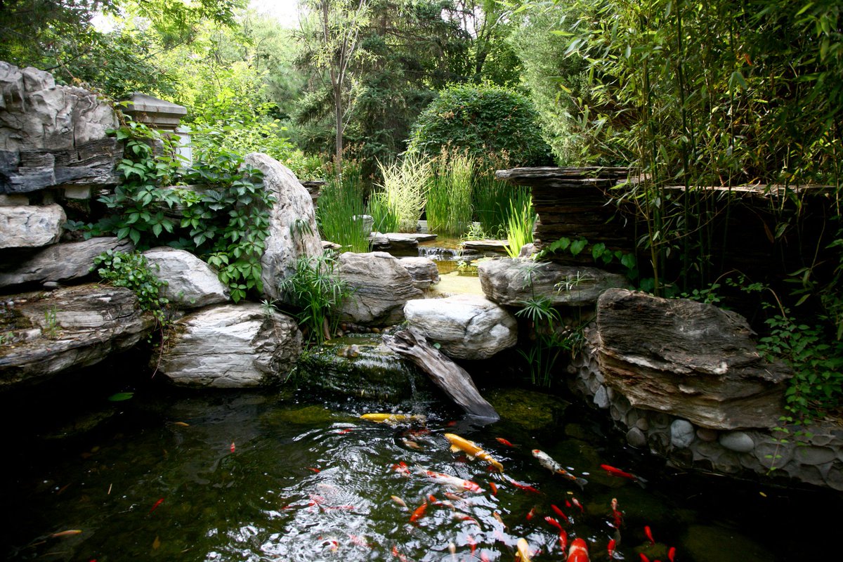 AW_SanDiego's tweet image. Wondering if koi need night lighting? Here&apos;s the answers you are looking for: bit.ly/3OGfkOM

.
#koi #koipond #pond #backyard #backyardpond #koicare #aquaticwarehouse #sandiego #pondlighting #lighting