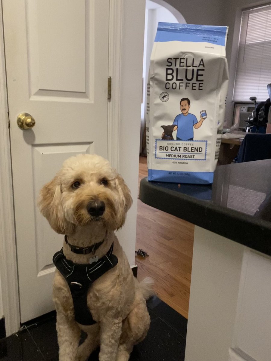 TacoBeale's tweet photo. Archie 🤝 @StellaBlueCoff https://t.co/TL4gZrapqL