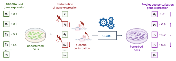 jure's tweet photo. 📢 Exciting News! Our latest paper is now out in Nature Biotech 🌱🧬 We developed GEARS---an AI method to predict cellular responses to genetic perturbation. 🧪🔬

🔗 Link to the paper: https://t.co/pyhBTWrsGf

🧬 Unraveling genetic interactions in cancer, regenerative medicine, and more is a complex puzzle. GEARS harnesses the power of deep learning and a gene relationship knowledge graph to predict transcriptional responses to single and multigene perturbations using single-cell RNA-sequencing data. 🧠📊

🧪 What's unique about GEARS? It can predict outcomes for gene combinations that have never been experimentally perturbed before. 🚀

🔍 In a combinatorial perturbation screen, GEARS displayed a 40% higher accuracy compared to existing approaches. It identified distinct genetic interaction subtypes with remarkable accuracy and pinpointed the strongest interactions twice as effectively as previous approaches. 💥

📈 With GEARS, we're opening up new avenues for designing perturbational experiments and gaining deeper insights into the diverse effects of multigene perturbations. 🛠️

Join work with amazing @yusufroohani and @KexinHuang5.
