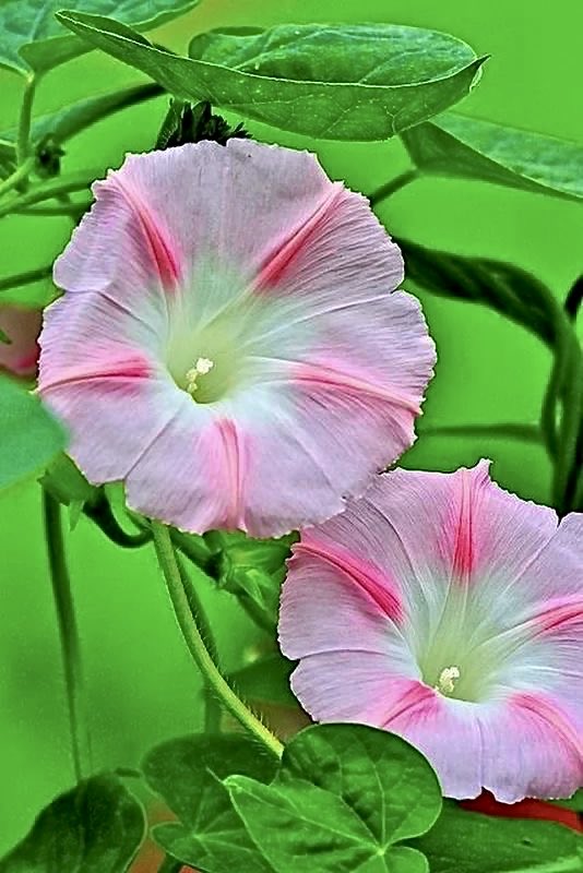 YuriaYoshimiya's tweet photo. ★🩷️🤍🩷️🤍🌿✨ https://t.co/0fmZoao6wt
