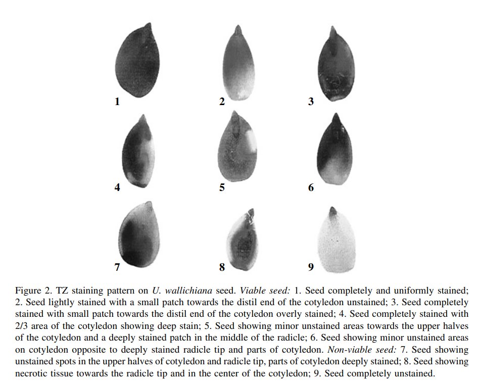 shyamphartyal's tweet photo. @IndianBotanists @srii_satya Here is a paper on Triphenyl Tetrazolium Chloride (TTZ) test, which we published 2 decades back in #SeedScienceTechnology #SST of @ISTAseedtesting
https://t.co/kj4EVY4DNL https://t.co/Ccno6QdxLI