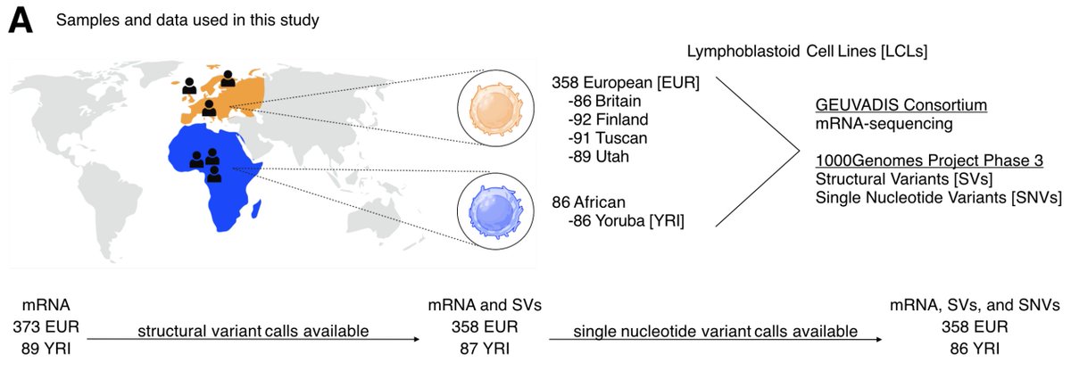 Thrilled to share the lab's latest preprint, led by super talented grad student Juan Bravo (<a href="/the_TE_guy/">Juan Bravo, PhD</a>), where we leverage #GEUVADIS and #100Genomes project data to identify new regulators of #LINE1 transcription in human cells! 1/6 biorxiv.org/content/10.110…