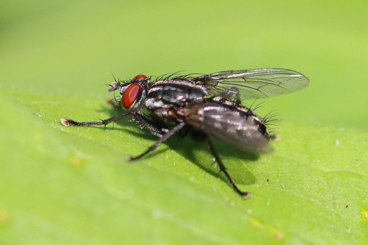 leescott26's tweet photo. A #sevenspotladybird, #gardenspider, #autumnhousefly and a #bluebottlefly in the garden today. @WorcsWT @Natures_Voice @Britnatureguide @BBCSpringwatch https://t.co/87lCV5UaWC