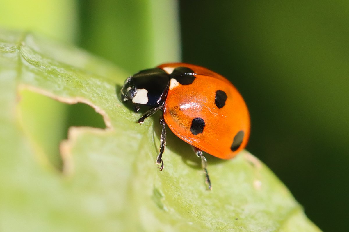 leescott26's tweet photo. A #sevenspotladybird, #gardenspider, #autumnhousefly and a #bluebottlefly in the garden today. @WorcsWT @Natures_Voice @Britnatureguide @BBCSpringwatch https://t.co/87lCV5UaWC