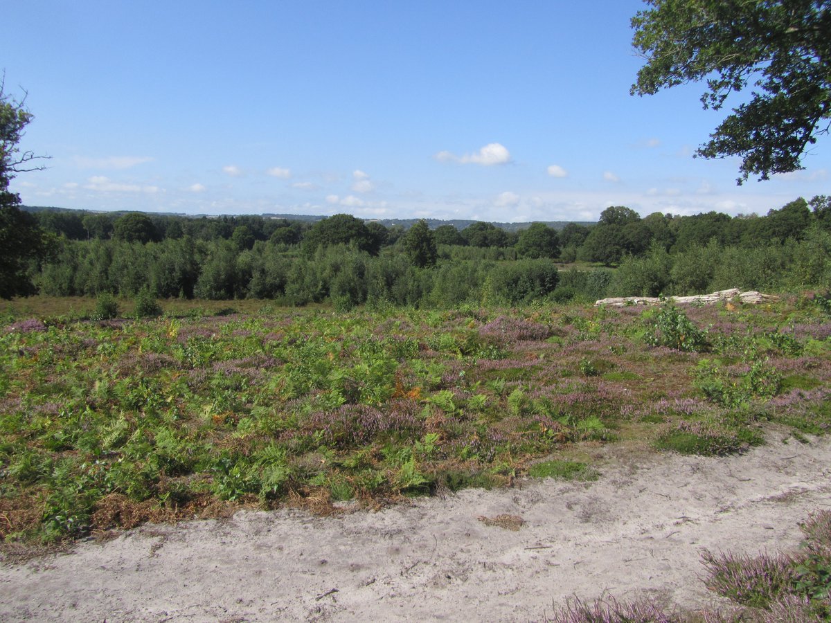 DavidKentNature's tweet photo. Popped in to Hothfield Heathlands today, found its 'digger ally' - Possible Ornate tailed digger wasp (Crabronidae - not easy to identify) with prey and a very large Jewel Wasp. Several of each and quite a lot besides.
#wasps #insects #bees #bareground https://t.co/VVX7aJ6NYd