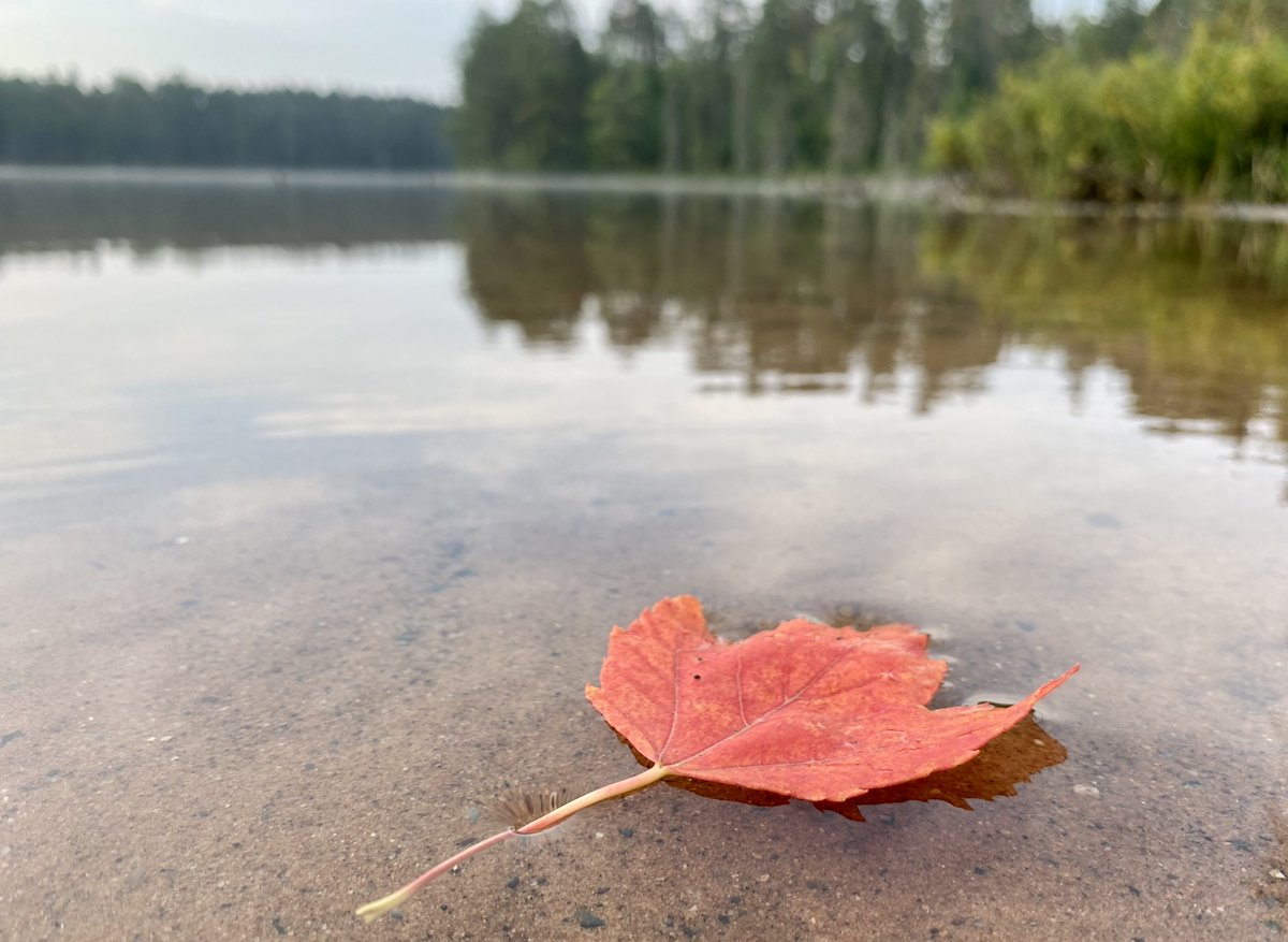 OttawaNF's tweet photo. Monday already stressing you out? Imagine floating like a leaf on a calm lake.
POV water surface tension is so interesting! #MondayMotivation #FallColors2023
πΈ USDA Forest Service taken on August 10,2023 by S. Saunders. https://t.co/kGCUT8cCna