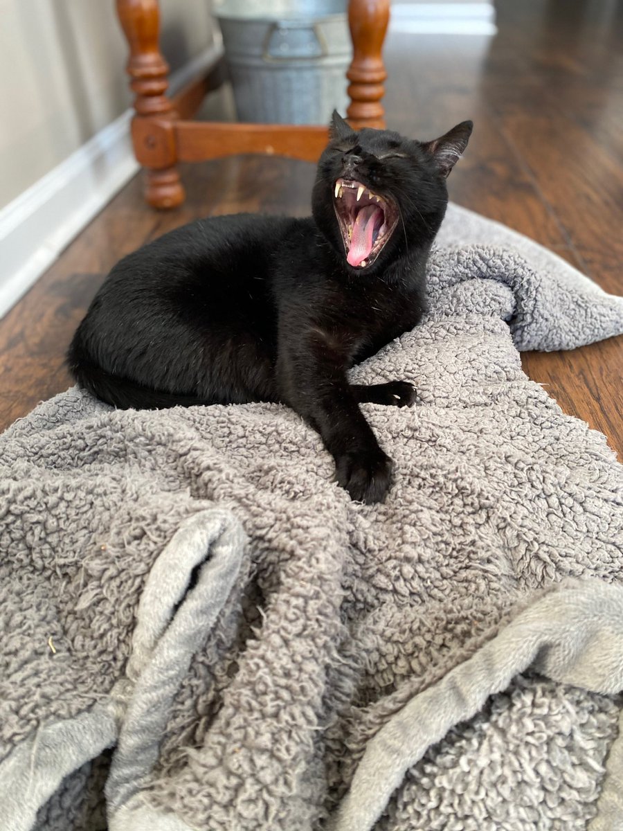 Joey Risso tweet media