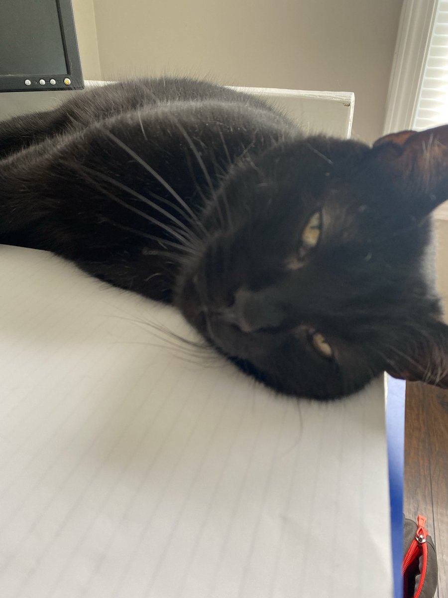 Joey Risso tweet media