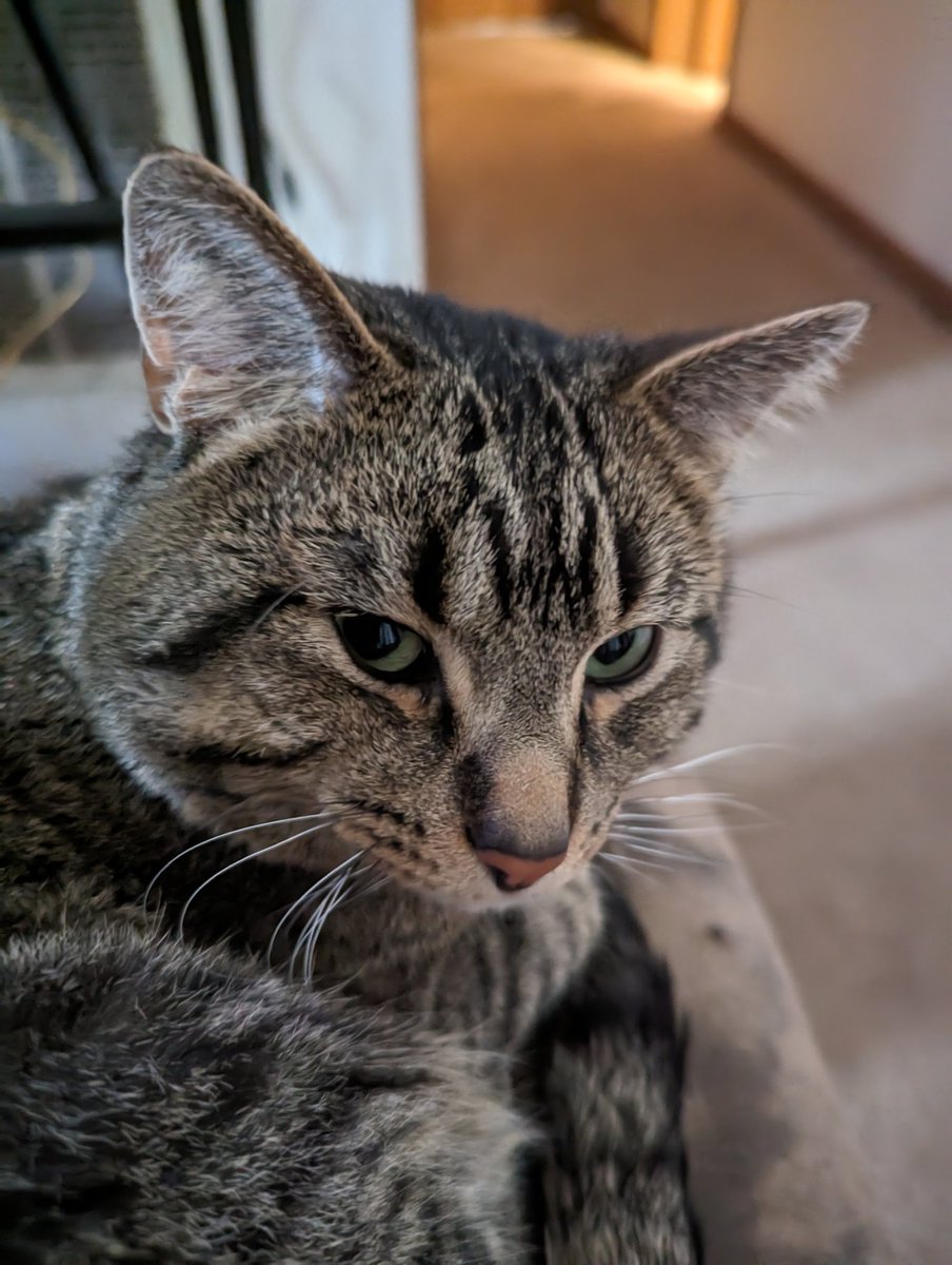 AutistLady's tweet photo. #WorkKitty https://t.co/UiPlACRxfp
