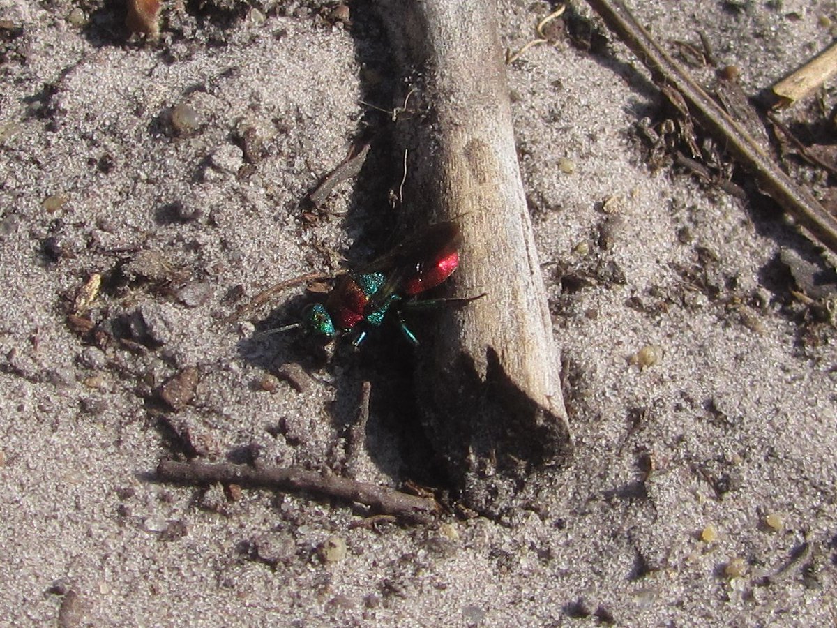 DavidKentNature's tweet photo. Popped in to Hothfield Heathlands today, found its 'digger ally' - Possible Ornate tailed digger wasp (Crabronidae - not easy to identify) with prey and a very large Jewel Wasp. Several of each and quite a lot besides.
#wasps #insects #bees #bareground https://t.co/VVX7aJ6NYd