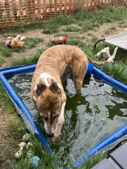 millypod1's tweet photo. RUSSO IS HOME SAFE. THANKS FOR RT's😊🐕🐾
🆘14 AUG 2023 #Lost Russo #ScanMe #TaggedBrindle Greyhound Female
Was Re homed on Sunday (13th) and on Monday 14th August escaped from her garden, early evening.
In the #Greywell area #Hook #Hants #RG29 https://t.co/MlwU3UGvgb https://t.co/hGuHNjcVt0