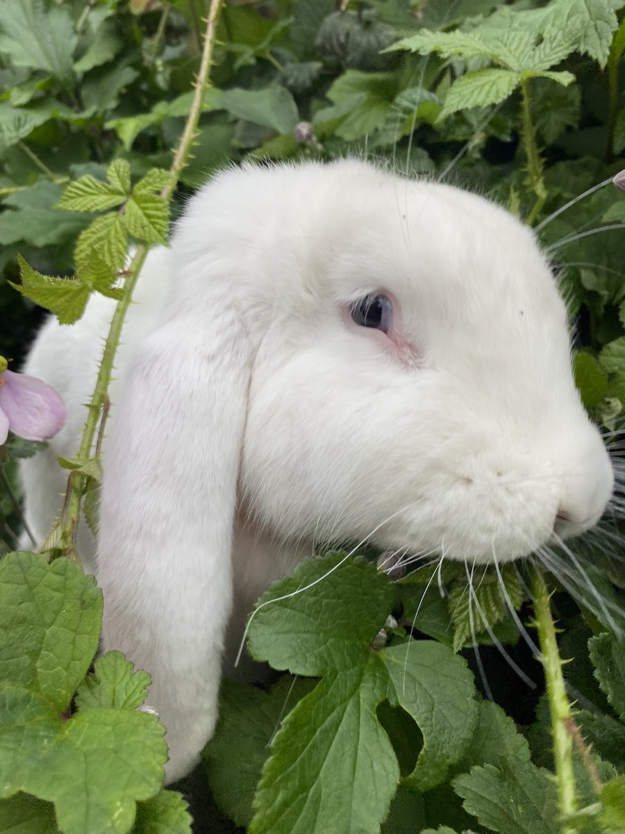 Bunny Badness this evening for sure. #BunniesOfTwitter #RabbitsOfTwitter