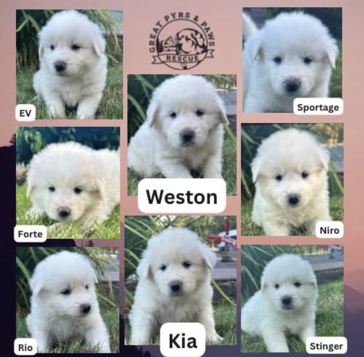 Weston Kia (@weston_kiaor) on Twitter photo One way we support our community is by sponsoring a family of puppies from <a href="/RescueGreat/">GreatPyrsandPawsRescue</a> . And they have graciously allowed the pups to be named after Kia's awesome vehicles and us! Boys are Weston, Stinger, Sportage, and Rio, and the girls are Kia, Niro, EV, and Forte. One way we support our community is by sponsoring a family of puppies from <a href="/RescueGreat/">GreatPyrsandPawsRescue</a> . And they have graciously allowed the pups to be named after Kia's awesome vehicles and us! Boys are Weston, Stinger, Sportage, and Rio, and the girls are Kia, Niro, EV, and Forte.