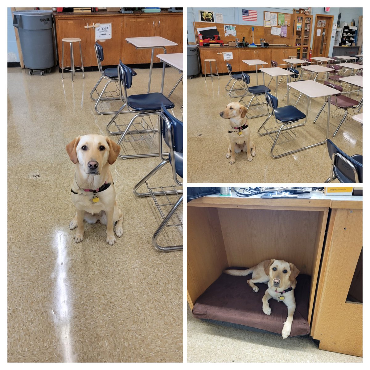 Laney is getting for the '23 -'24 school year <a href="/HiltonCSD/">Hilton CSD</a>. Thank you <a href="/AmericasVetDogs/">America's VetDogs</a> for making this opportunity possible. #cadetnation