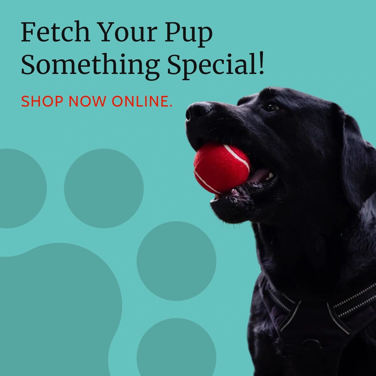 Since our inception, we've been committed to providing dog owners with the finest toys, apparel, and gear for their pups. Stop by our online #PetShop today!