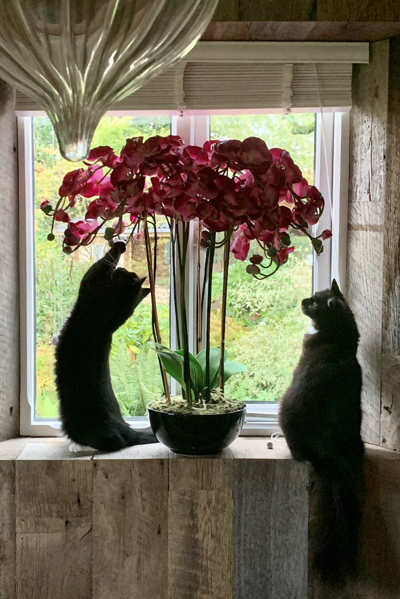 Lucy Trueman tweet media