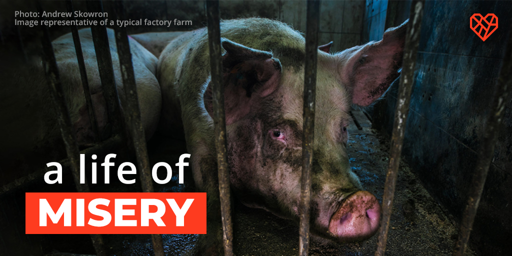 The abuse of farmed animals like pigs is utterly unacceptable ❌ We need to do everything we can to fight back against efforts to undermine protections for animals ⛔ Ask your legislator to sign on to a letter opposing the dangerous #EATSAct today!
➡️ thl.link/44bX5Zg ⬅️