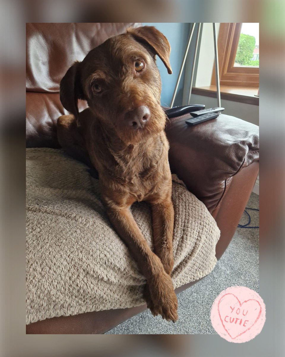 Sirio’s Adopter says; Sirio is sat with me whilst I'm ironing. This is his 'are we going on our walk yet? Purlease!' face 🥰 Thanks Rebecca Winwood for allowing us to share, Sirio is so sweet, who could resist that face 😍 spanishstraydogs.org.uk youtube.com/user/spanishst…