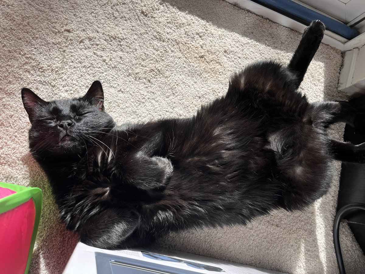 mellowdawn's tweet photo. @ColeTheBlackCat Sun worshiper! ☀️ https://t.co/ABVohBO2Pg
