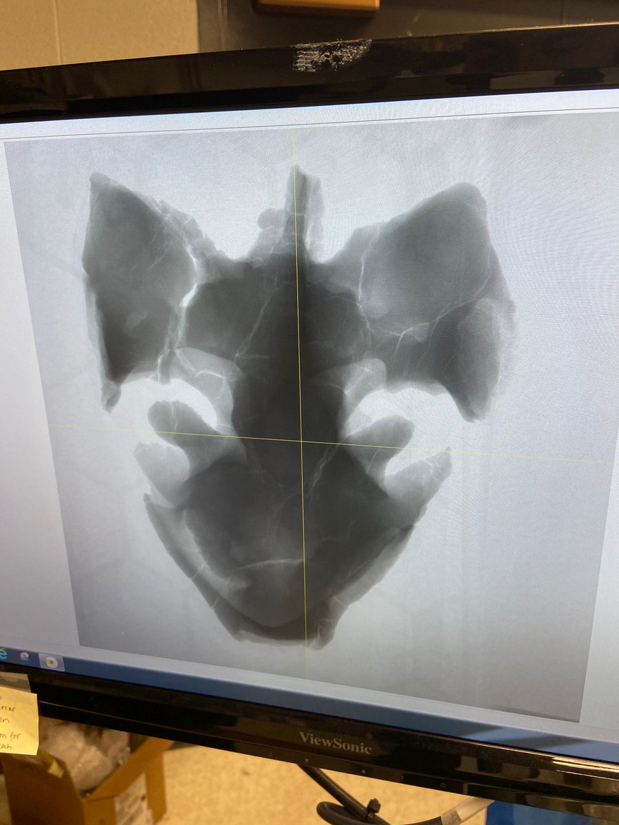 Update on this turtle skull we found back in February while working K-Pg intertrappeans in Karnataka, India. It prepped beautifully and has now been µCT'd at the UM-CTEES site (thanks @Rodrigoichthys). We're looking forward to working on this specimen in the upcoming months!