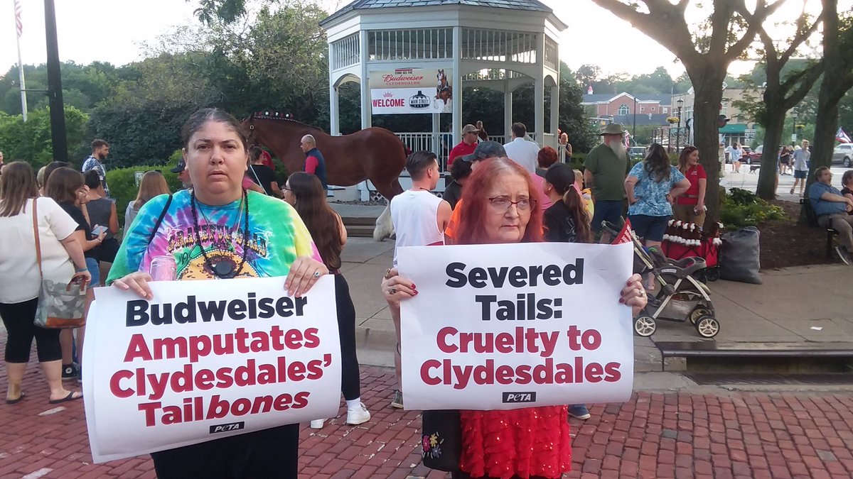 AgProgressUSA's tweet photo. @budweiserusa deprives the real life Clydesdales of their tails but sells a 15$ plush🐎 with a long tail🤬🤯😪🤬👎🏼🤯🤬😪 https://t.co/uVX59Ps4uq #DoBetterBud #thisisCLE #northcoast #heyAkron #NeOhio #FootballHallOfFame #badBeer #crummyBeer #DORA #kentOhio https://t.co/bSubiDleHA
