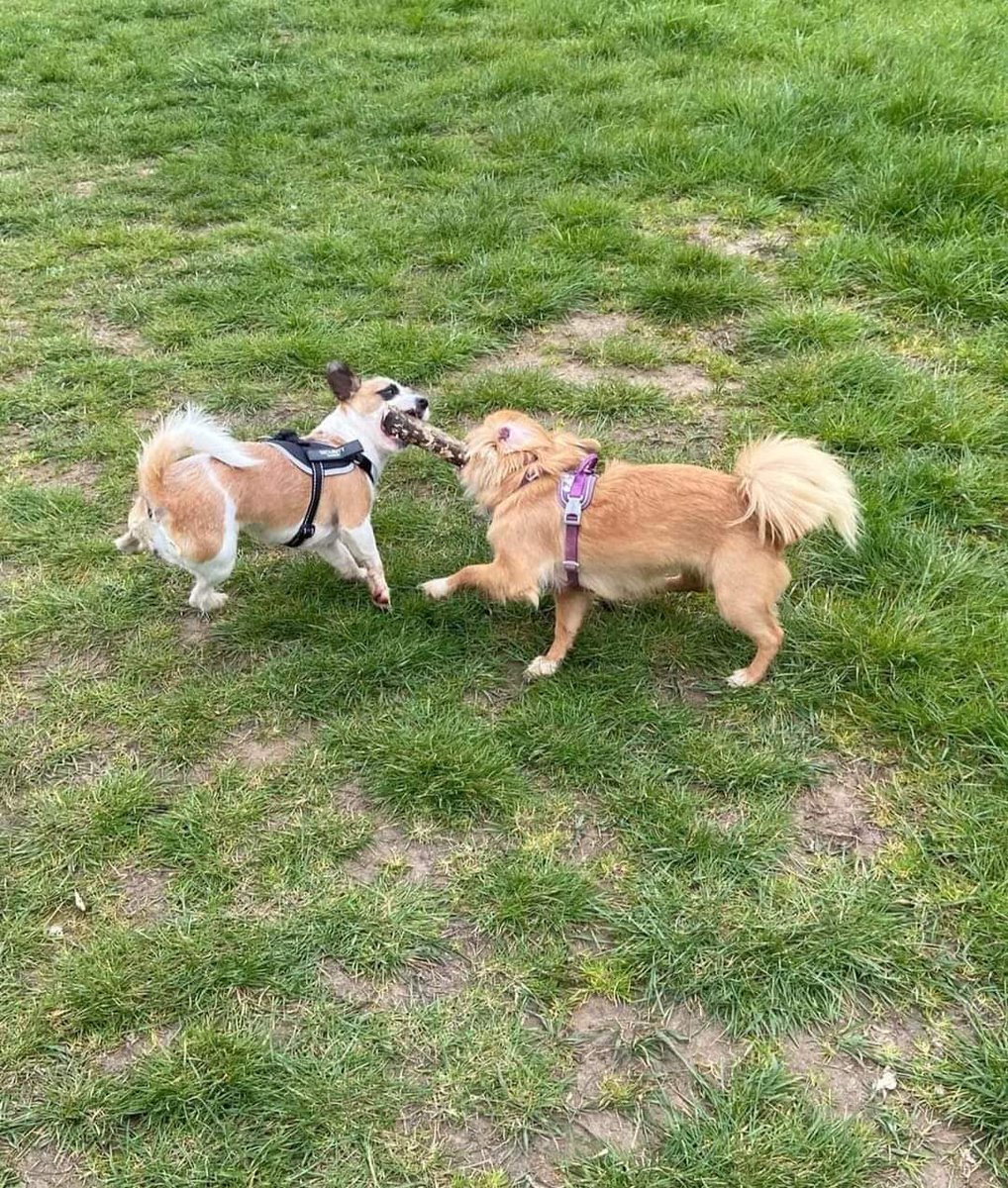 Amy here. Sticky stick is life. Friends and sticks 💜💜💜