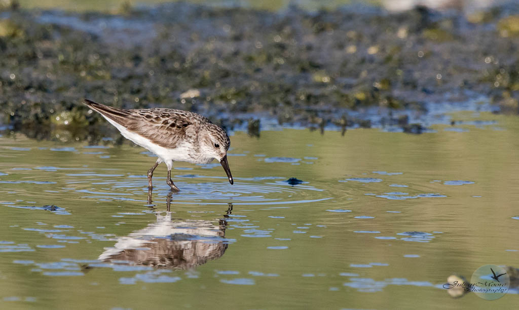 euthusiastic's tweet photo. The Enthusiastic Birder: My 2023 Images - July https://t.co/z3s60smL0w ----
#BirdsOfBarbados #Barbados #BirdsOfTwitter #BirdsSeenIn2023 #birding #WestindianWildlife #birdphotography @BirdsCaribbean @Birds_Barbados https://t.co/p9sc7CscTo