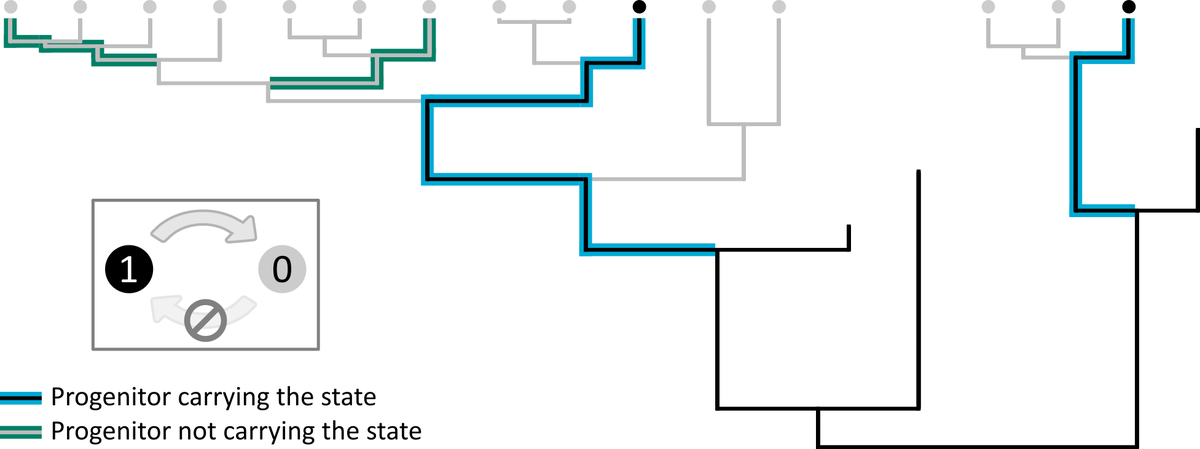 ds_caetano's tweet photo. My research with @tbquental is out in Systematic Biology. We study how budding speciation can affect inferences based on PCMs of trait evolution. We describe under which conditions budding can and cannot affect PCMs and how. https://t.co/1W6ZfL56Nl https://t.co/blA9goDjr6