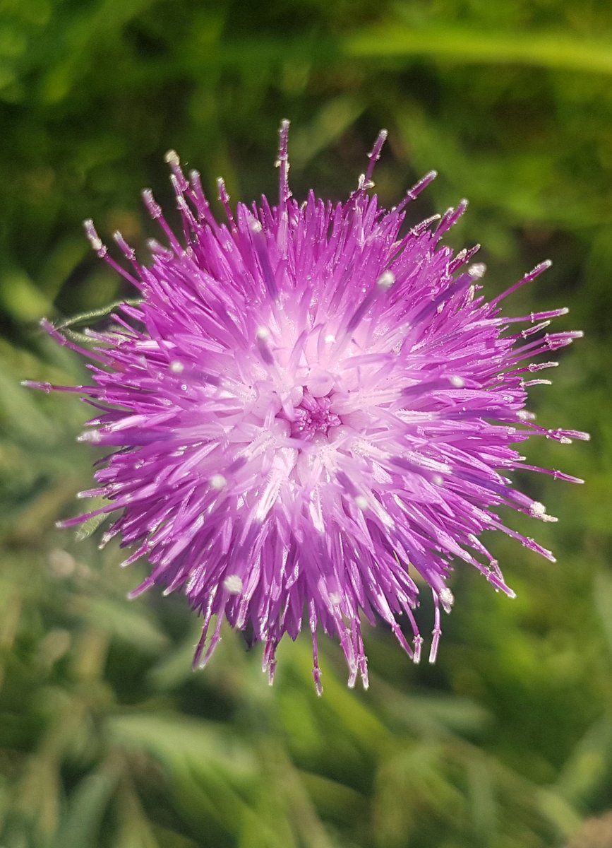 With the ling &amp; bell heather in bloom it's a great time to visit the Peak District. Insect life is also out in force with bees, butterflies, flying ants &amp; green tiger beetles. The white heather is pretty rare if you are lucky enough to spot any