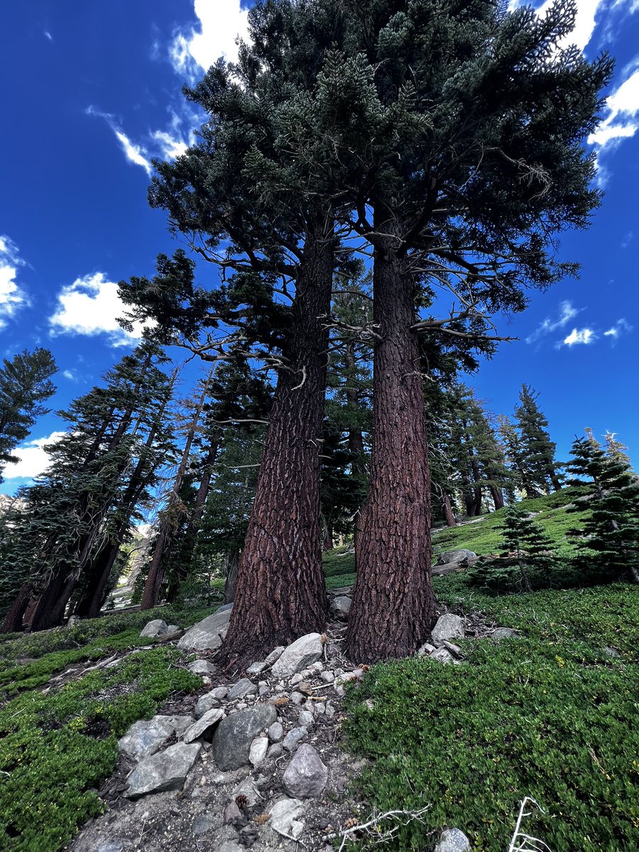 Bursontherealt1's tweet image. His invisible attributes are clearly seen
#amongthetrees
#walkwithgod 
“For since the creation of the world His invisible attributes are clearly seen, being understood by the things that are made, even His eternal power and Godhead, so that they are without excuse…” Romans 1:20