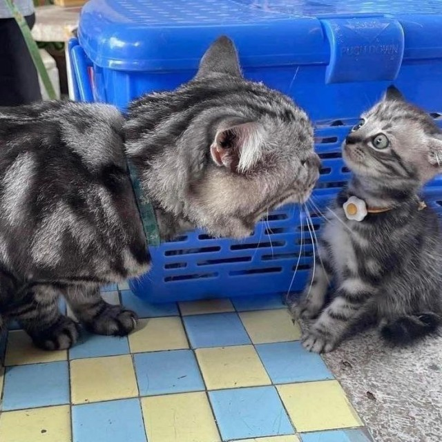 DontShowYourCat's tweet photo. somebody's in trouble https://t.co/Rtnh0aSTZi
