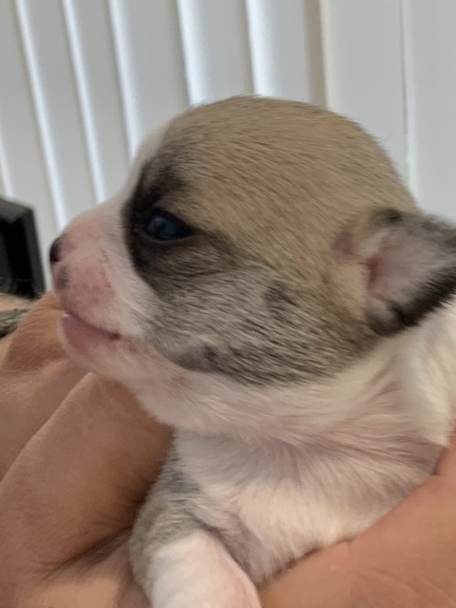 jojoTrus's tweet photo. and our latest little Smooth Haired Chihuahua boy puppy 🐶 isn’t he beautiful #applehead #chihuahualife #chihuahualove #smoothhairedchihuahua #cutie #kcregisted https://t.co/jq74IoYGCb