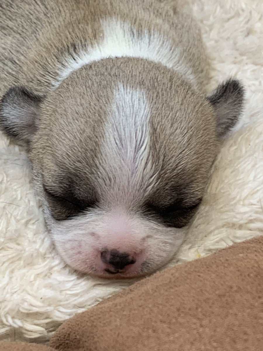 jojoTrus's tweet photo. and our latest little Smooth Haired Chihuahua boy puppy 🐶 isn’t he beautiful #applehead #chihuahualife #chihuahualove #smoothhairedchihuahua #cutie #kcregisted https://t.co/jq74IoYGCb
