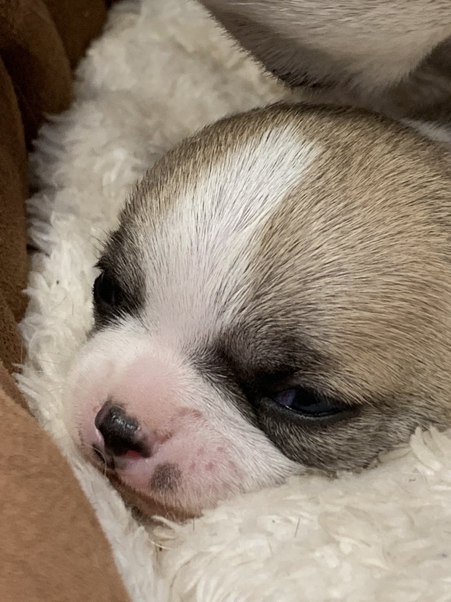 and our latest little Smooth Haired Chihuahua boy puppy 🐶 isn’t he beautiful #applehead #chihuahualife #chihuahualove #smoothhairedchihuahua #cutie #kcregisted