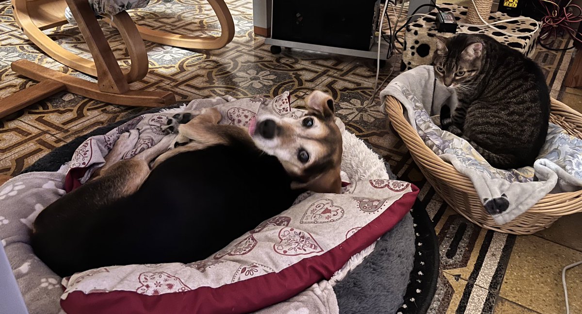 settembrini61's tweet photo. @BSorato Stavo giusto pensando che non mi sono mossa da casa per stare con le mie bestiole. E continuerò a farlo se non è possibile partire insieme (e non è facile soprattutto per la gattina) o qui con loro possa stare, senza problemi, qualcuno di famiglia/amici. #sempreinsieme https://t.co/2SXMZxq7xq