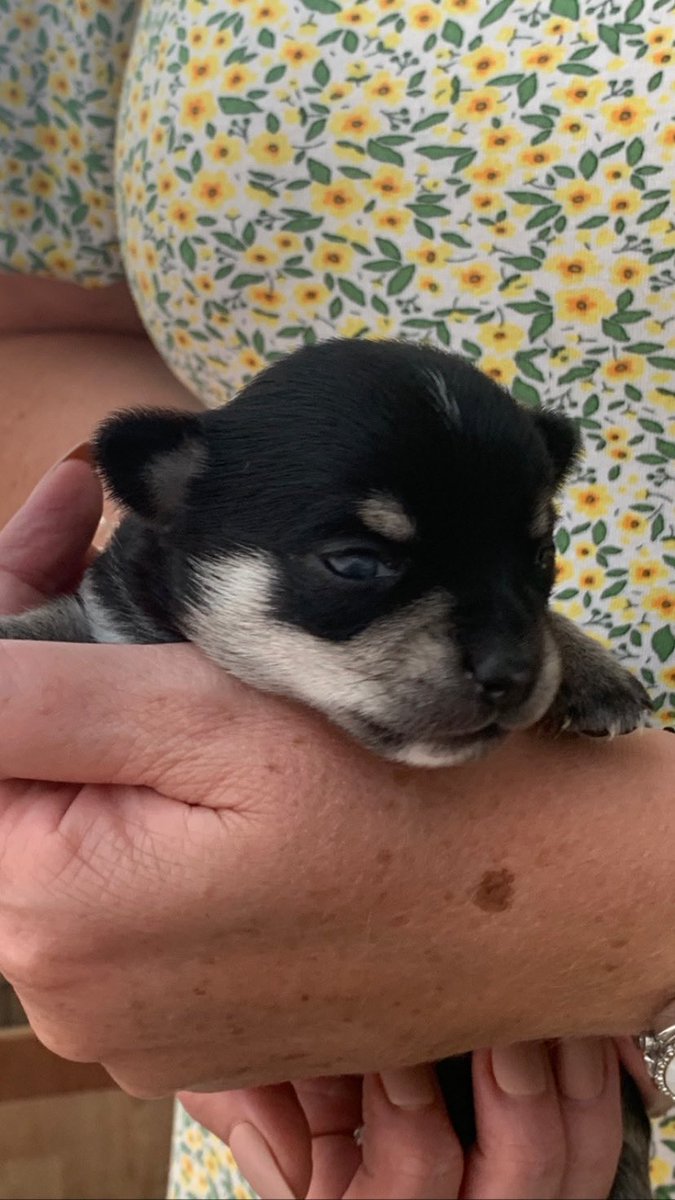 jojoTrus's tweet photo. Meet our Long Haired Chihuahua pups 1 girl/3 boys such cuties nearly 3 wks old 🐕♥️ #longhairedchihuahua #chihuahualove #chihuahualife https://t.co/0JPa3egm5J