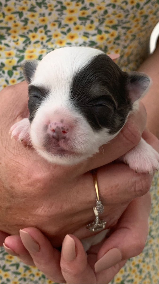 jojoTrus's tweet photo. Meet our Long Haired Chihuahua pups 1 girl/3 boys such cuties nearly 3 wks old 🐕♥️ #longhairedchihuahua #chihuahualove #chihuahualife https://t.co/0JPa3egm5J