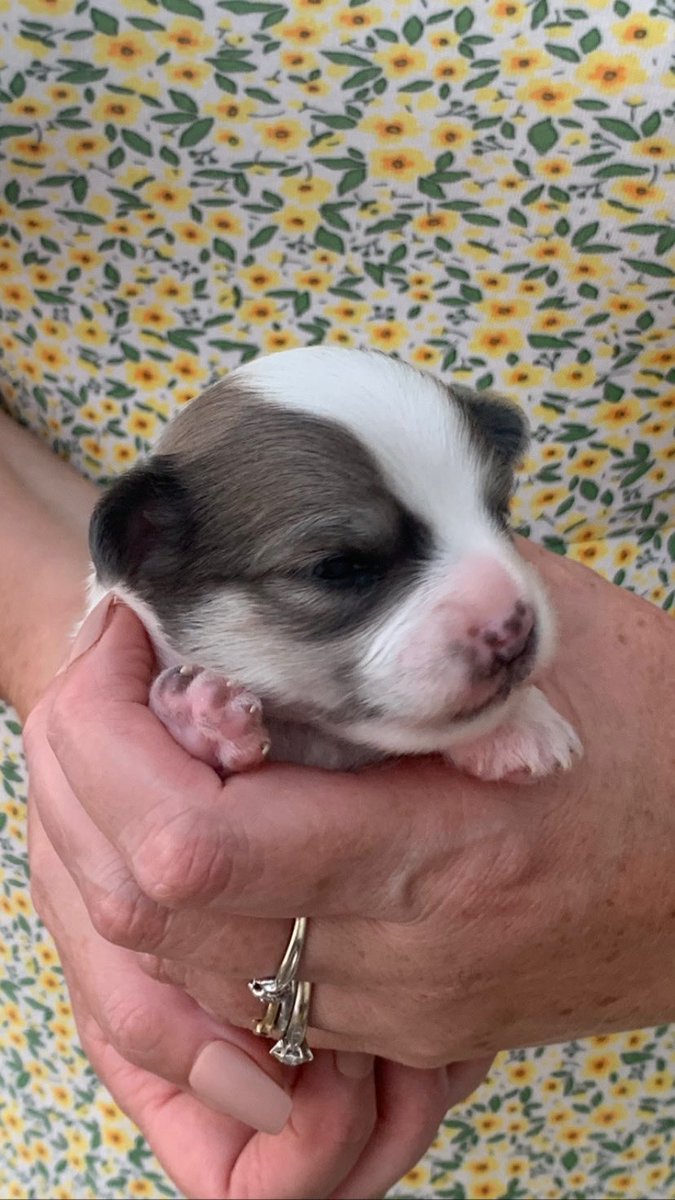 Meet our Long Haired Chihuahua pups 1 girl/3 boys such cuties nearly 3 wks old 🐕♥️ #longhairedchihuahua #chihuahualove #chihuahualife