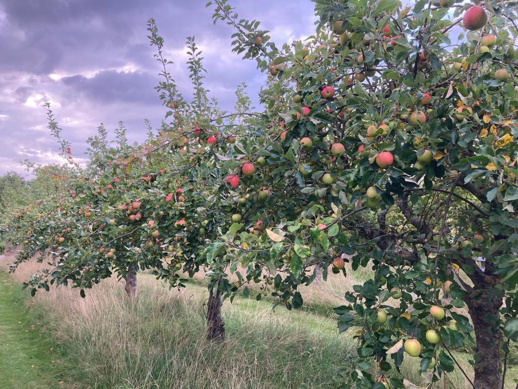 SevenTreesCider's tweet photo. Our first orchard recce of the year; a decent crop in West Berks. The orchard contains a diverse collection of dessert fruit which goes into our Reading Press.
Some weeks from harvest yet.
#fulljuice #rdguk #craftcider #nanoscalecidery #MadeinReading #berkshirecider https://t.co/goxagBjNTA