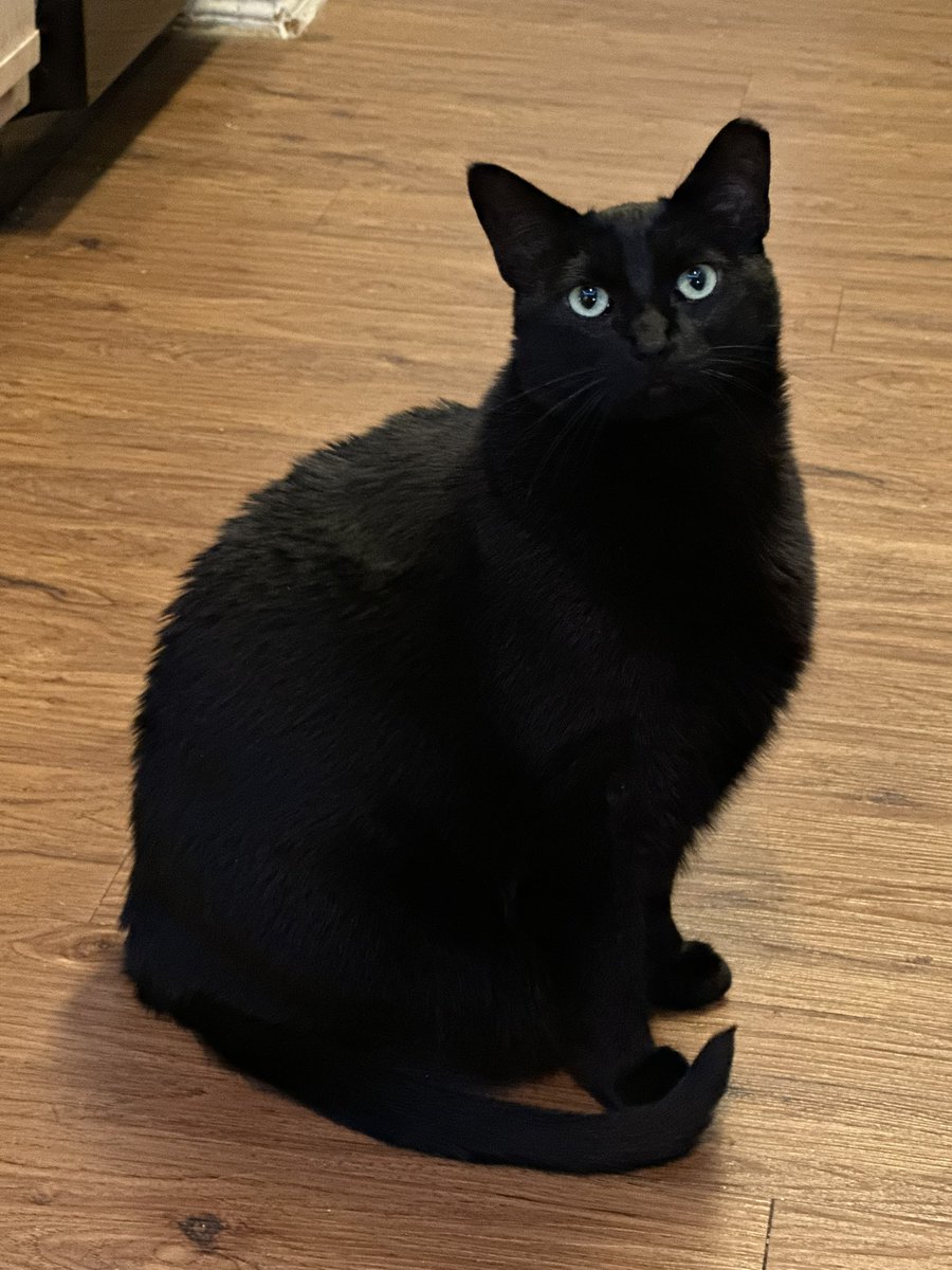 jwmac02's tweet photo. The king of my house  #BlackCatAppreciationDay https://t.co/ifFMM8Xvsj