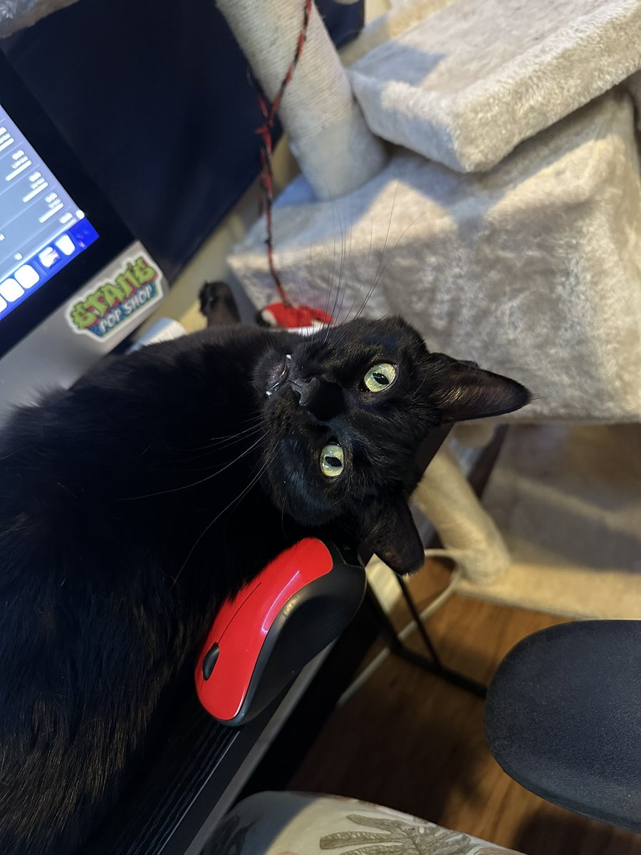 jwmac02's tweet photo. The king of my house  #BlackCatAppreciationDay https://t.co/ifFMM8Xvsj