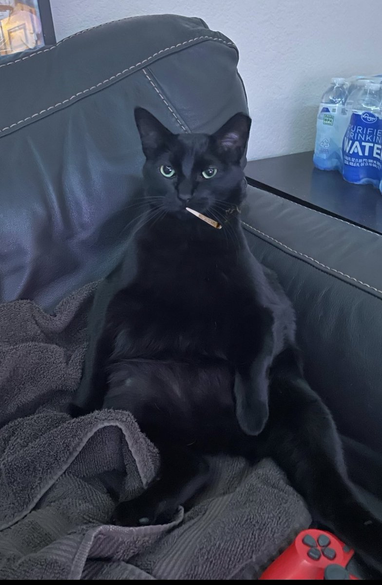 jwmac02's tweet photo. The king of my house  #BlackCatAppreciationDay https://t.co/ifFMM8Xvsj
