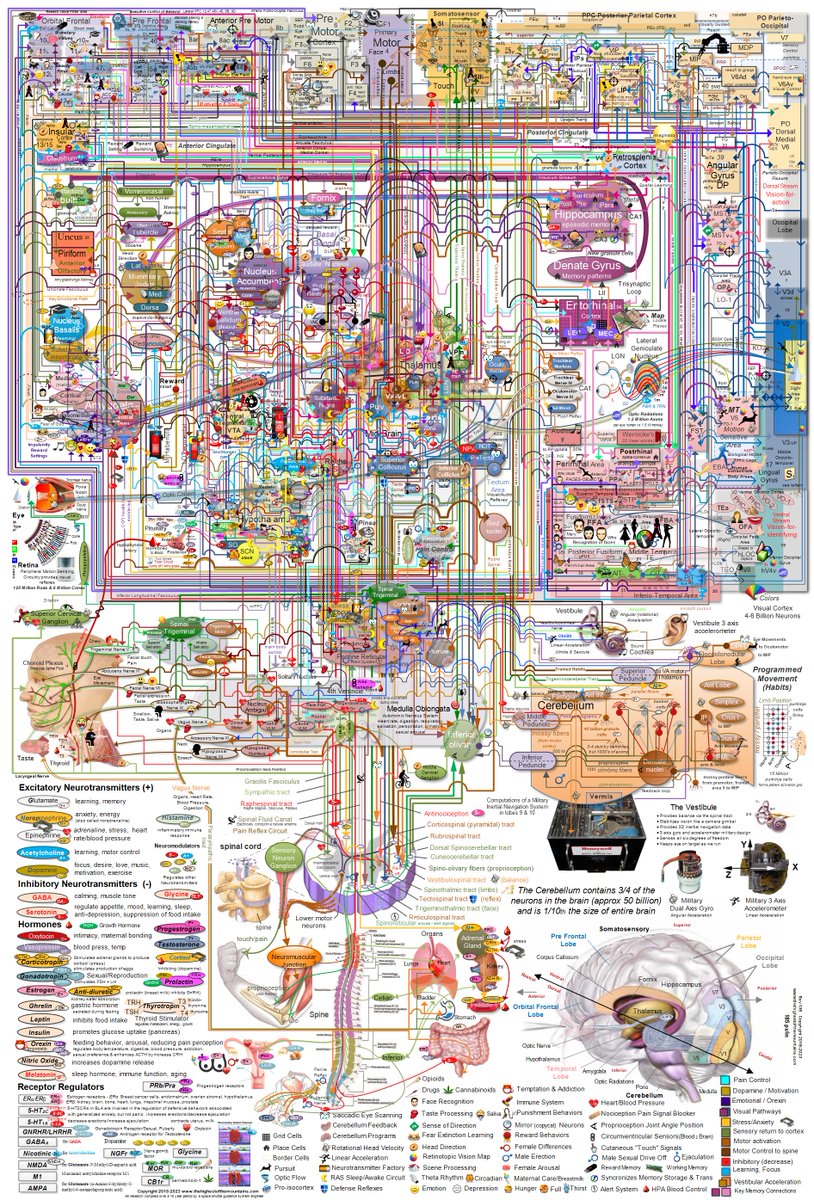 The complexity of the human brain and its functions in a neat infographic map [zoomable version: buff.ly/3P0dzPz]