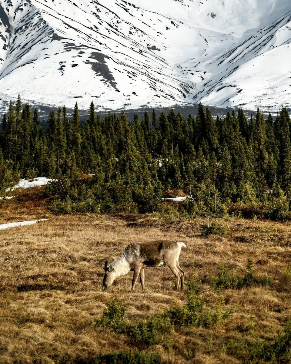 DenaliPhotoTour's tweet photo. Oh hello 🦌 

#Denaliphotoguides #discoverdenali https://t.co/Xg34bys7T8