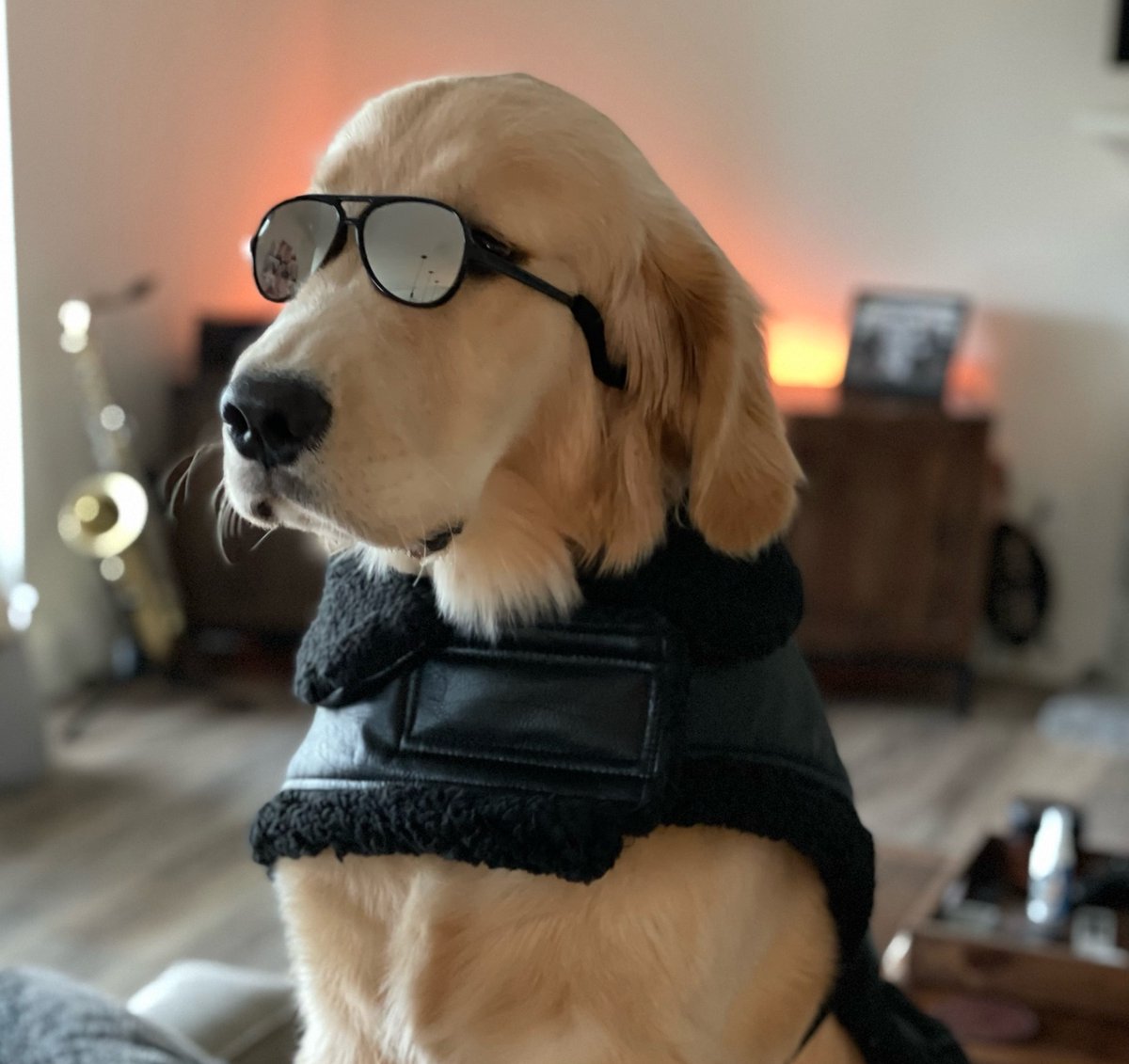 The plane, the pilot.
Cc: <a href="/MSFSofficial/">Microsoft Flight Simulator✈️</a>