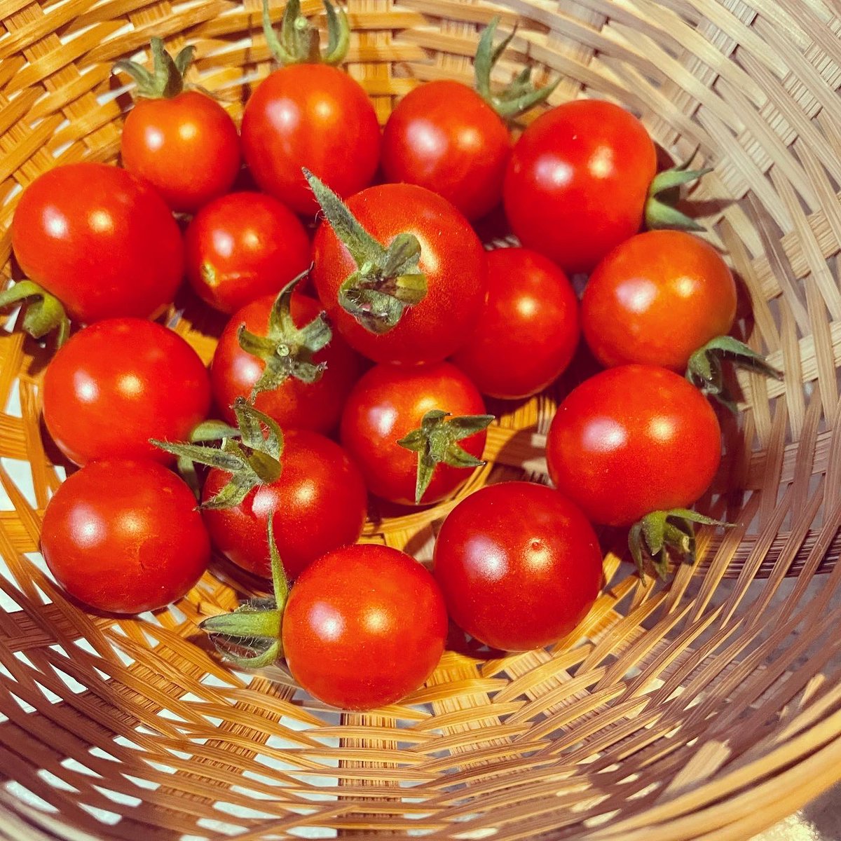 stephanieMSHS's tweet image. Rip to toxic grocery stores. Hello to #selfsustaining . Cultivate your future! 
#homemadecooking #gardening