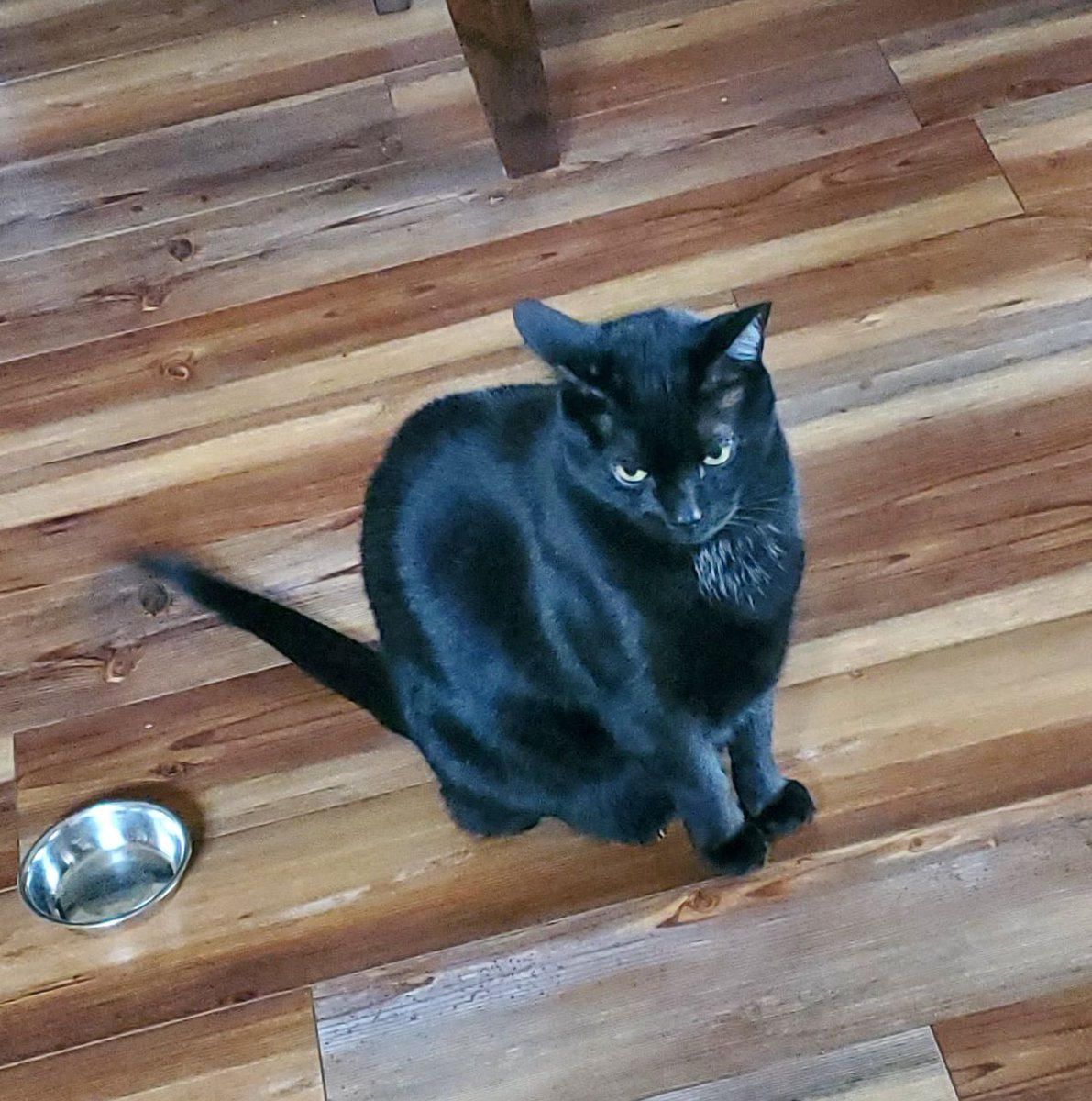 Shane seems ready for #BlackCatAppreciationDay .