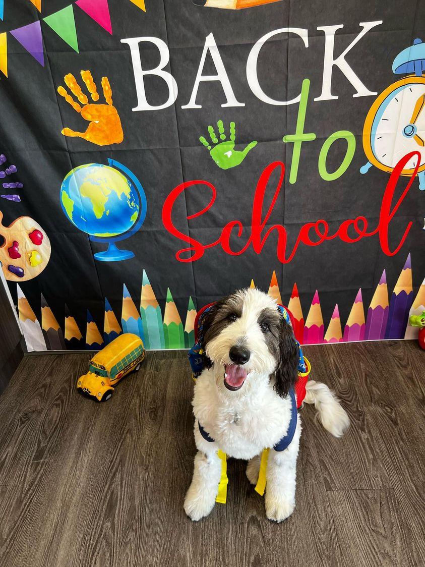 creek_moose's tweet photo. School sent mom these pics. Check out Rocky's little backpack π π #dogsofdogtopia #dogsoftwitter https://t.co/naawHOSJ1v