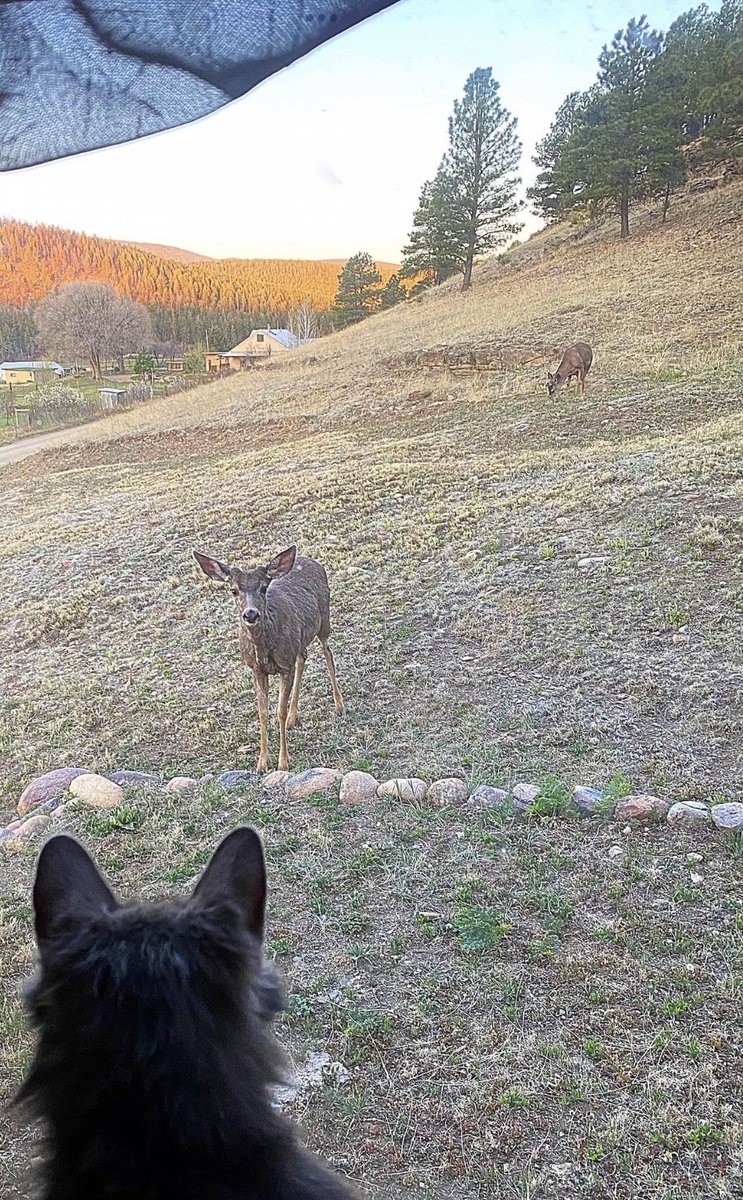 carmen_author's tweet photo. In honor of black cat appreciation day, this is Gremlin’s and my view out the window where I write and he edits. #amwriting
#writingroom #NM505 #Norteño life. Neighbors stop by to say “hay” every so often. 😊 https://t.co/XUlXxHYsOX