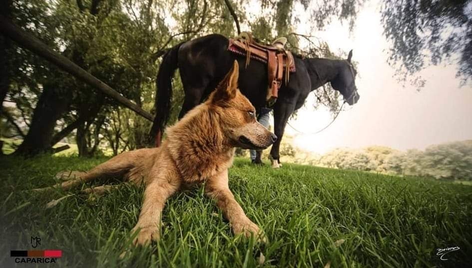 #CaparicaMJR 
#CampoBravo  #BienestarAnimal #Naturlaeza #Biodiversidad 

#DiaMundialDeLaFotografía 
Foto : Briones